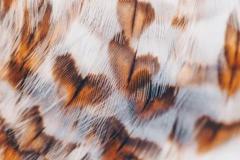 Plumage background Stock Photos