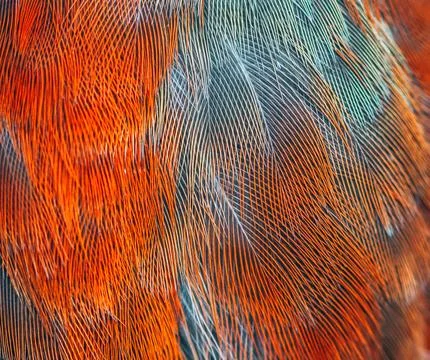 Plumage background Stock Photos