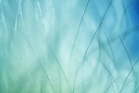 Plumage background Stock-Fotos