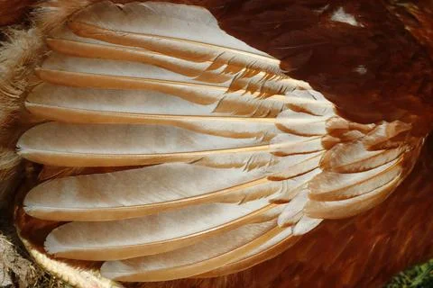 Plumage of a chicken close-up, structured background for design. Stock Photos
