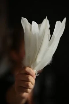 Plumage in hand Stock Photos