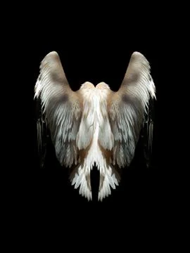 Plumage of a large bird Stock Photos