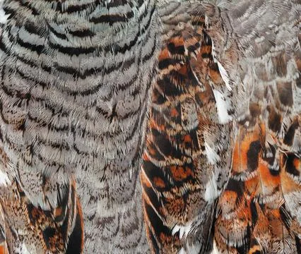 Plumage pattern background of the Hazel grouse (Tetrastes bonasia) Stock-Fotos