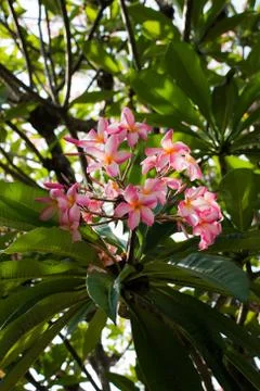 Plumaria on tree Stock Photos