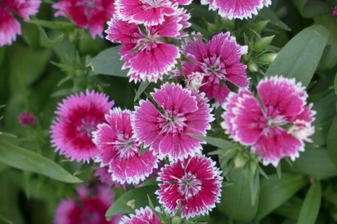 Plumarius Stock Photos