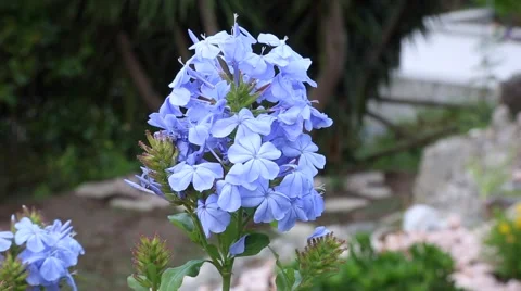 Plumbago auriculata Stock Footage 50858130