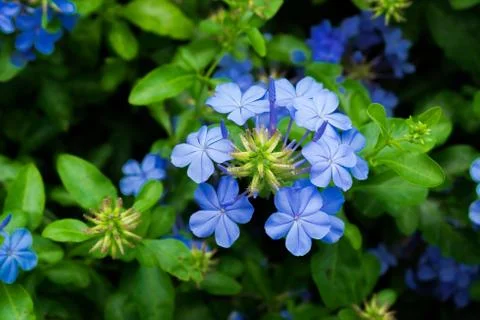 Plumbago auriculata. Stock Photos