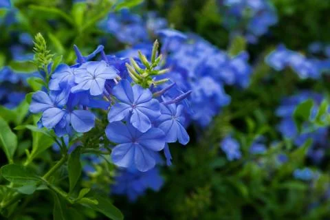 Plumbago auriculata. Stock Photos