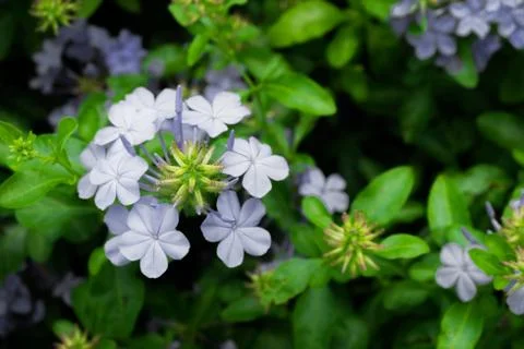 Plumbago auriculata. Stock Photos
