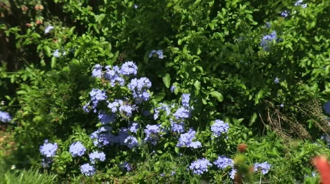 Plumbago &amp; Butterfly Stock Footage 375030