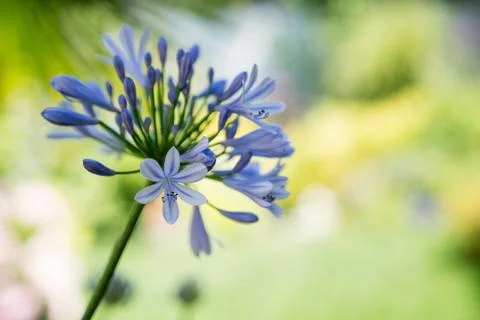 Plumbago Capensis Foto stock