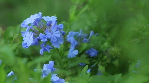 Plumbago Close-up 01 Stock Footage 375033