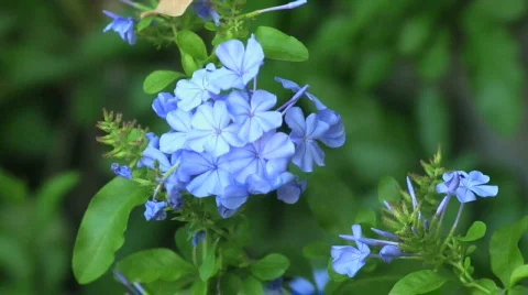 Plumbago Close-up 02 Stock Footage 375034