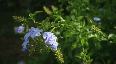 Plumbago Close-up 03 Stock Footage 375038