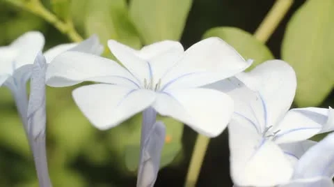Plumbago flowers Stock-Footage 10850265