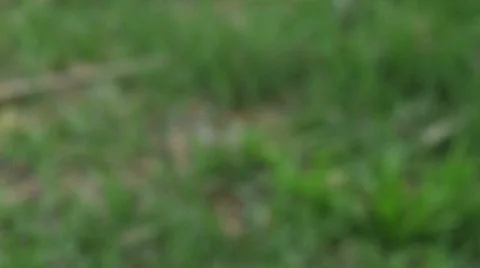 Plumbago Pan Stock Footage 375032