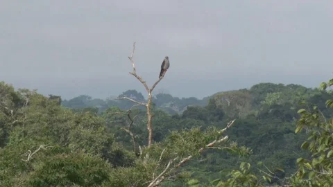 Plumbeous Hawk sits high up in the rainforest canopy looking around Stock Footage 70717002