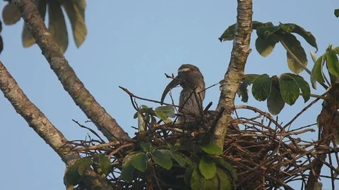 Plumbeous Ibis incubating 스톡 동영상 86209614