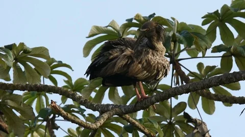 Plumbeous Ibis preening Stock-Footage 86209705