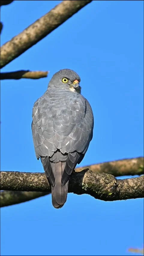 Plumbeous kite perched on a tree branch against a clear blue sky Vídeos de archivo 334635021