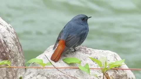 Plumbeous water redstart bird perched on a rock by the river Vídeos de archivo 334353172