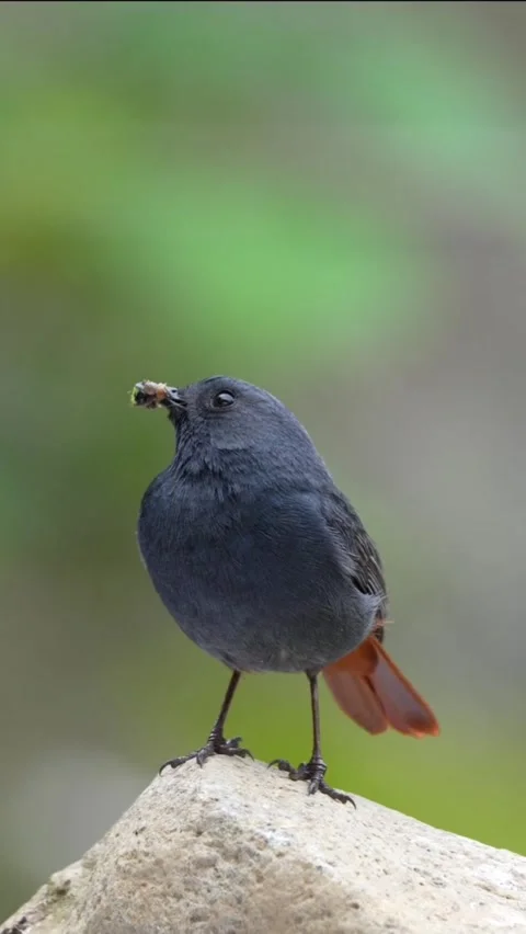 Plumbeous water redstart bird perched on a rock with an insect in its beak Stock Footage 335491558