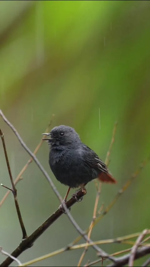 Plumbeous water redstart bird perched on a branch during a rainy day 库存影片 335491732