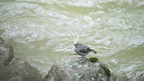 Plumbeous Water Redstart Eating Insect on Rock in River Stream Stock Footage 337444737