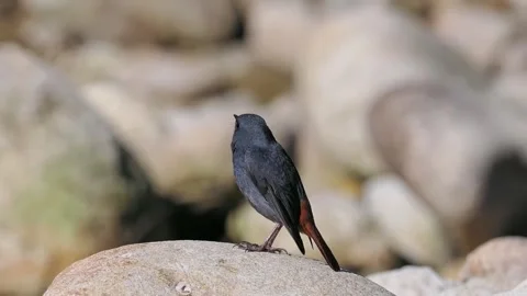Plumbeous water redstart perched on a river rock Stock Footage 334824569