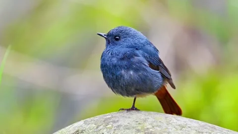 Plumbeous water redstart perched on a river rock in nature Stock Footage 335049765