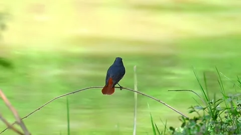Plumbeous water redstart perched on a thin branch against a soft green blurred Vídeos de archivo 334353224
