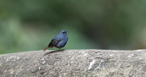 Plumbeous Water Redstart rock Vídeo Stock 330765236