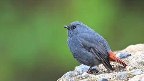 Plumbeous Water Redstart Side View Perched on Rock with Green Bokeh Background Video stock 330693461