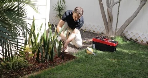 Plumber Man fixing Sprinkler Head in backyard Stock Footage 120670285