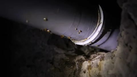 Plumber shines a flashlight on a leaking plastic sewer pipe that runs  basement Vidéo 266487061