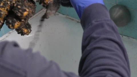 A plumber snaking the bathtub drain  Video stock 318577237