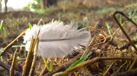 Plume close up Stock Footage 54689476