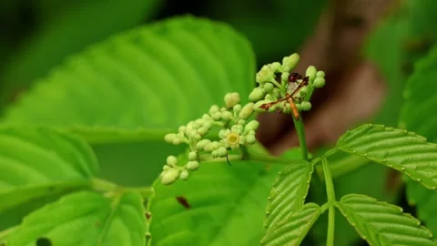 Plume moth feeding on leea asiatica flowers in himachal pradesh Stock-Footage 345114427