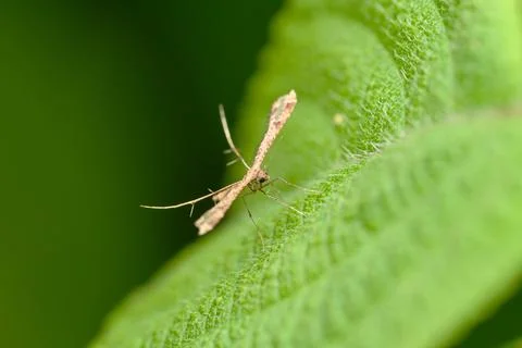Plume Moth on Leaf Surface, Satara, Maharashtra Stock Photos