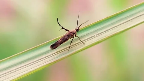 Plume Moth Pterophoridae on Green Leaf Macro Slow Motion FHD Video Stock-Footage 345970924