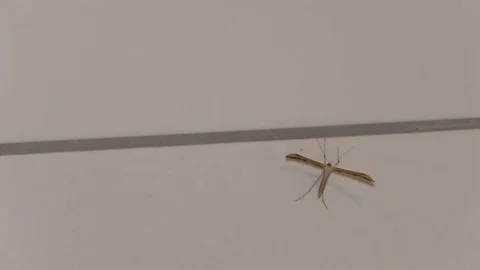 Plume moth (pterophoridae) on a wall with white tiles, moving its feelers, legs Stock Footage 76804559