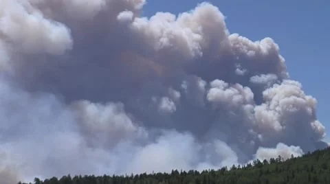 Plume of smoke over forest with sheep in the field Stock Footage 40752343