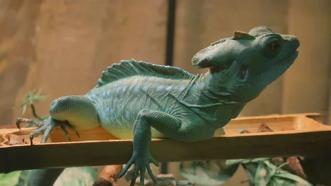 Plumed Basiliscus is a species of lizard native to Central America. Video stock 120144874