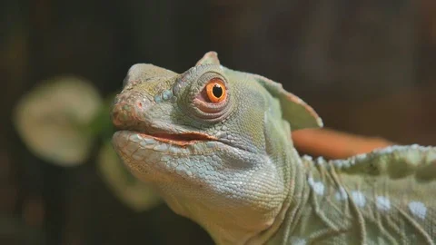 Plumed Basiliscus is a species of lizard native to Central America. Stock Footage 120350781