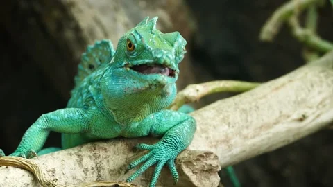 Plumed basilisk (Basiliscus plumifrons) Stock Footage 204993739