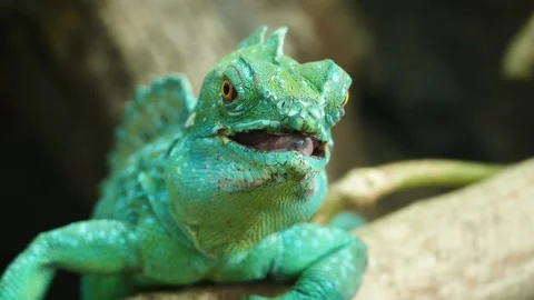 Plumed basilisk (Basiliscus plumifrons) Stock Footage 204993802