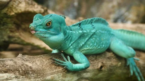 Plumed basilisk (Basiliscus plumifrons) Vidéo 204994047