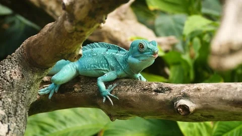 Plumed basilisk (Basiliscus plumifrons) Stock Footage 204994073