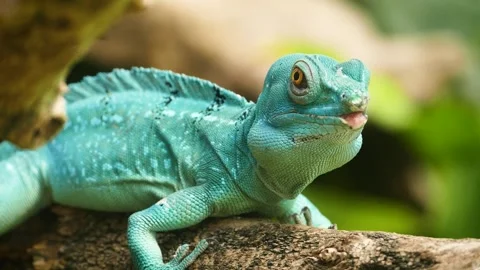 Plumed basilisk (Basiliscus plumifrons) 库存影片 204994087