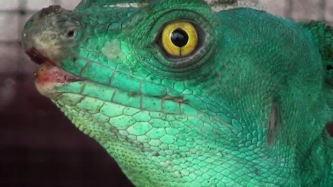 Plumed basilisk (Basiliscus plumifrons) Stock Footage 259161939